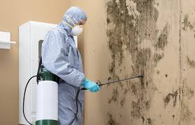 Why You Should Choose Our Mold Remediation Services in Keene, NH